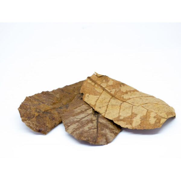 RIVER AQUA Catappa Large - 1 L (20 feuilles) – Image 2