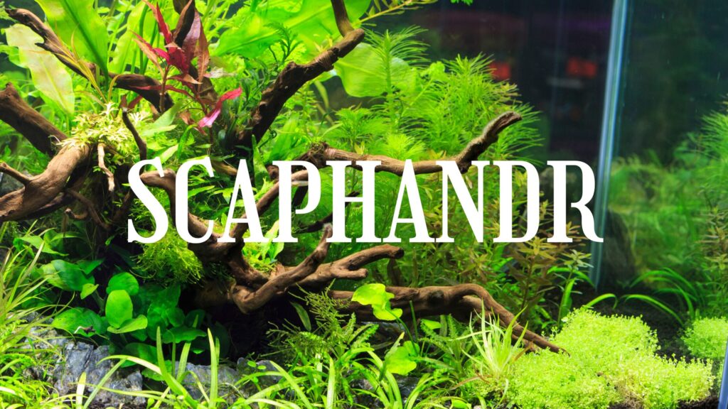aquarium planté facile scaphandr