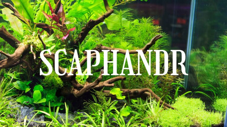 aquarium planté facile scaphandr
