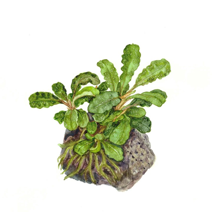 bucephalandra plante aquatique
