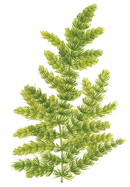 ceratophyllum demersum