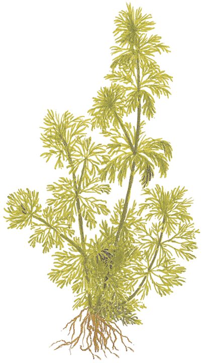 limnophila sessiliflora plante aquatique