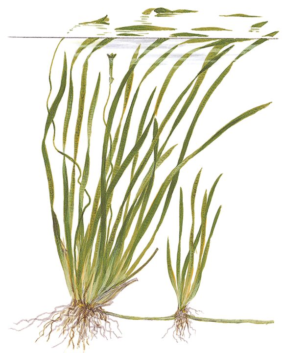 vallisneria spiralis plante aquatique