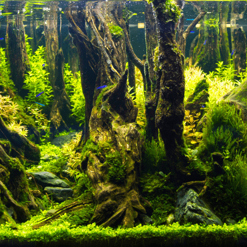 aquarium planté aquascaping