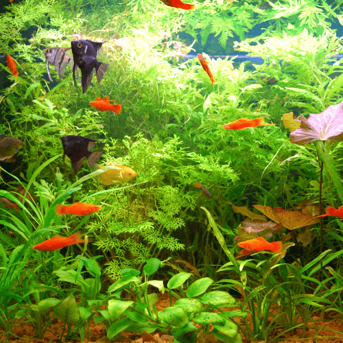 aquarium planté avec scalaires et xipho
