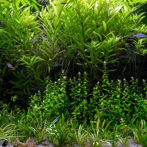 aquarium d'eau douce fortement planté