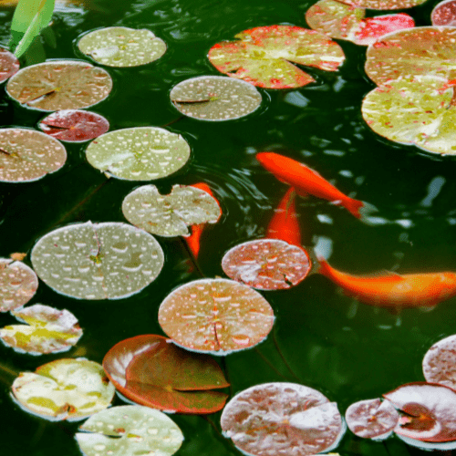 poissons rouges nageant sous les nénuphars
