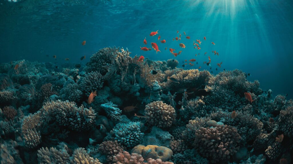 photo de fonds marins avec petits poissons colorés