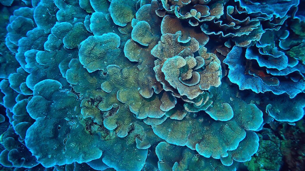 photo de coraux bleus prise du dessus